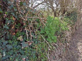 Hedge topped ivy covered